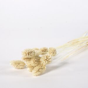 Phalaris kremowy