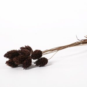 Phalaris brązowy