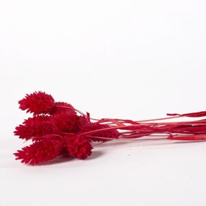 Phalaris czerwony