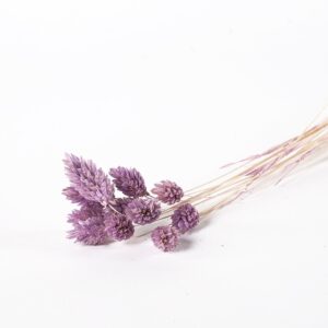Phalaris wrzosowy