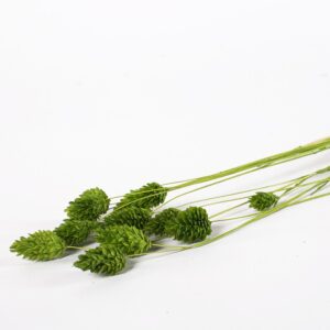Phalaris zielony
