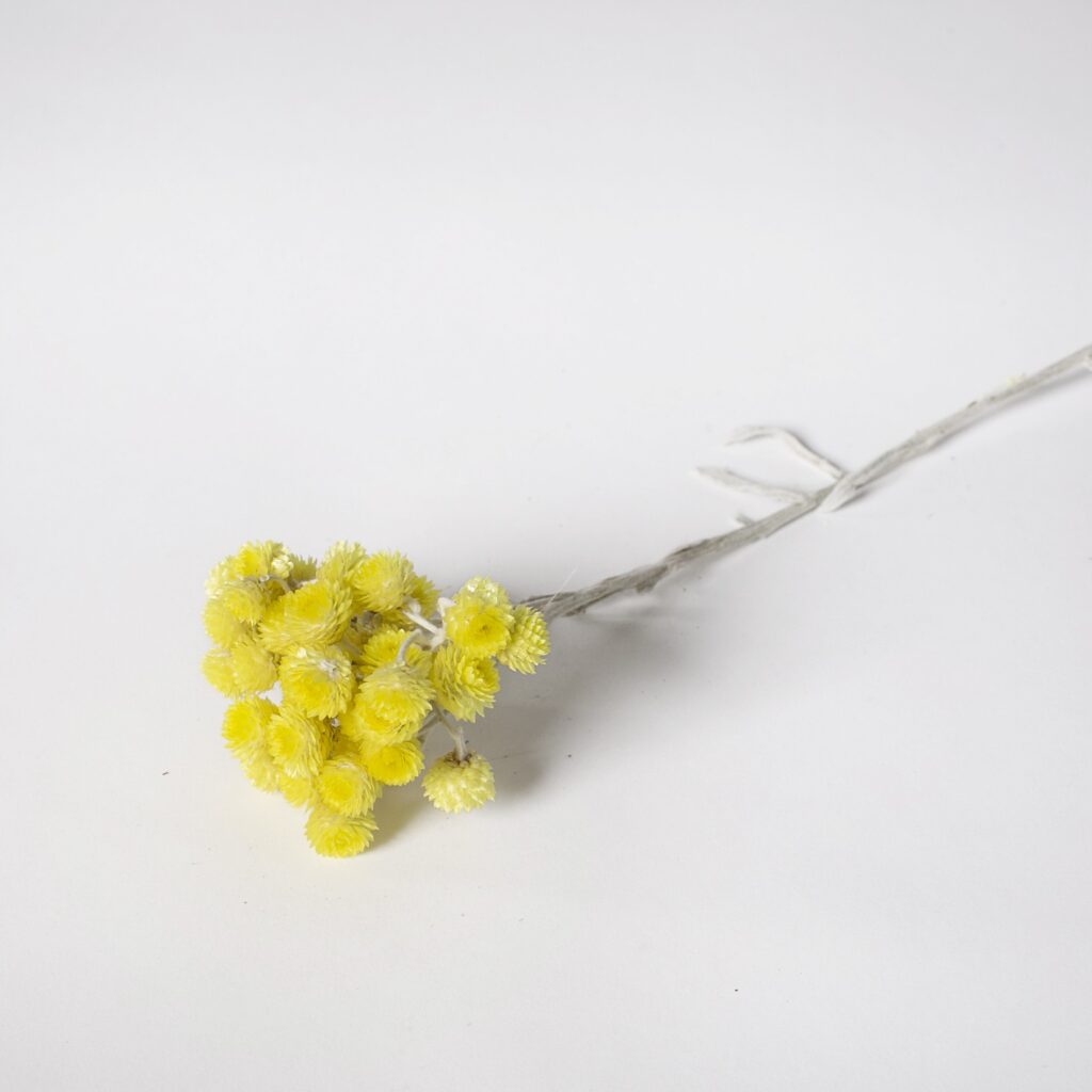 Helichrysum żółte