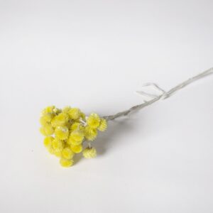 Helichrysum żółte