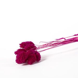 Phalaris fuksja