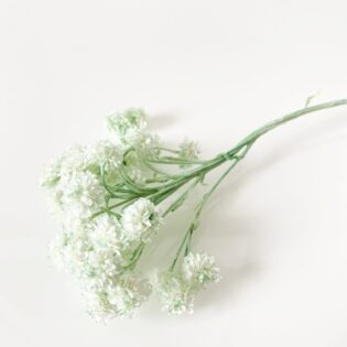 Helichrysum oliwkowe