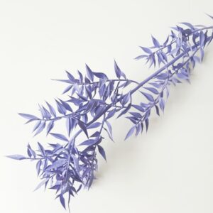 Ruscus lawendowy