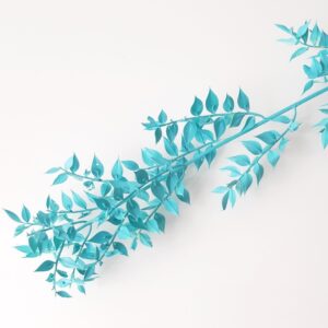 Ruscus niebieski