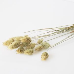 Phalaris naturalny