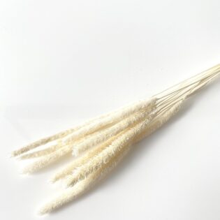 Tymotka/ Phleum biała