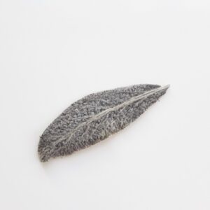 Liść Stachys