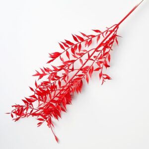 Ruscus czerwony