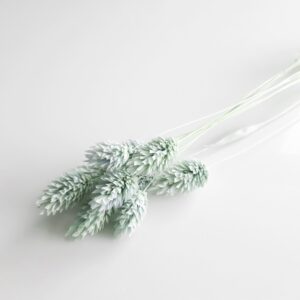 Phalaris miętowy