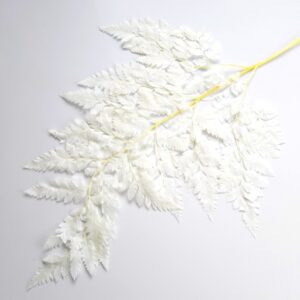 Paproć stabilizowana Leather biała