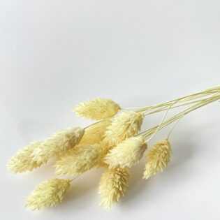 Phalaris pastelowy żółty
