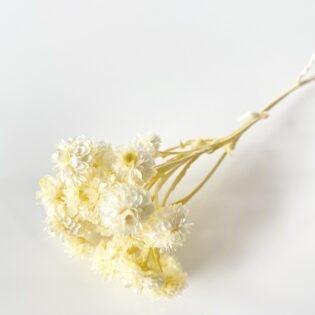 Helichrysum pastelowo żółte