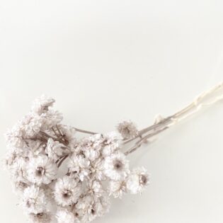 Helichrysum beżowe