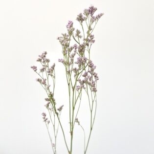 Limonium drobne różowe - gałązka