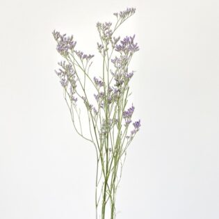 Limonium drobne fioletowe - gałązka