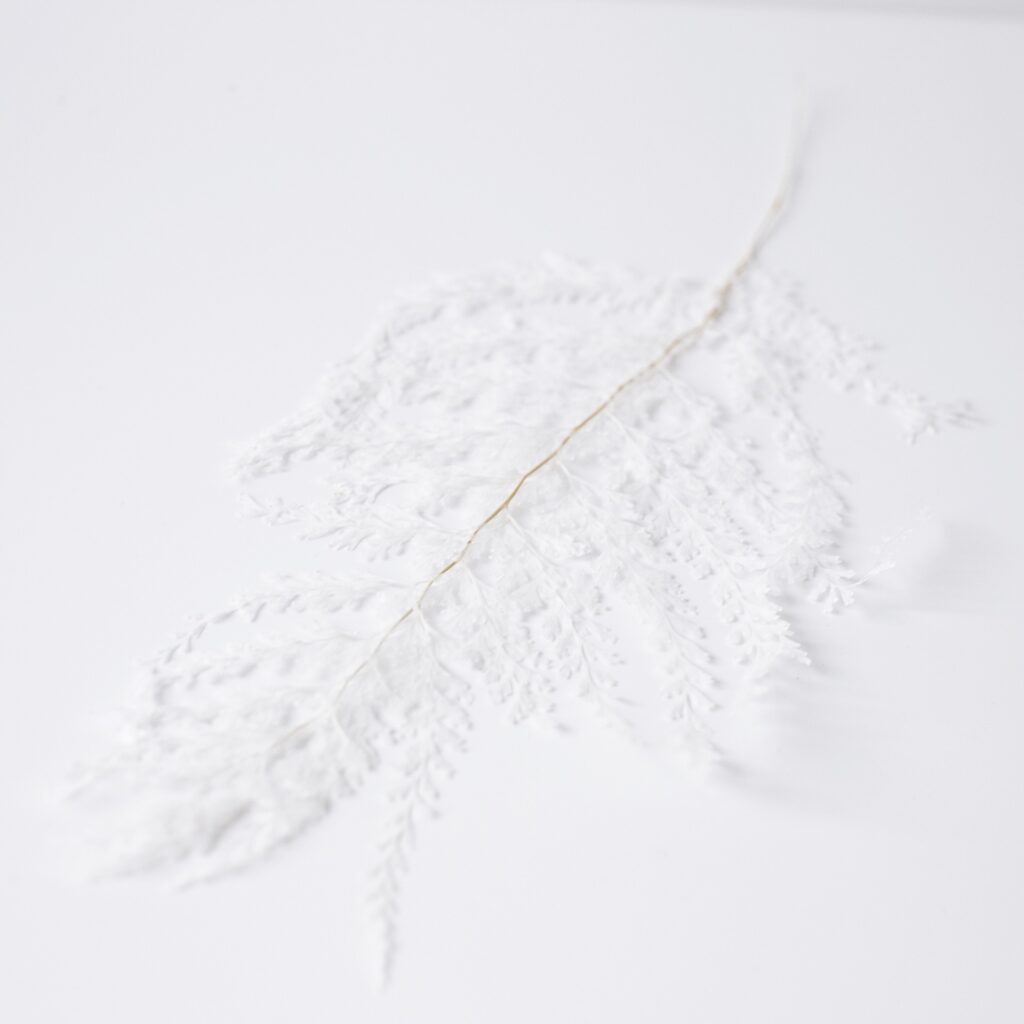 Paproć stabilizowana Lace biała