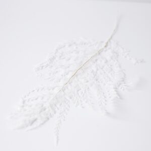 Paproć stabilizowana Lace biała