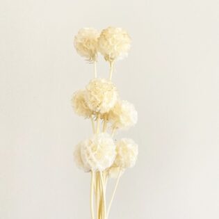 Scabiosa kremowa