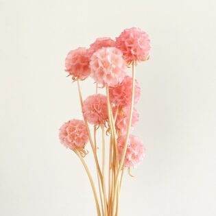 Scabiosa różowa