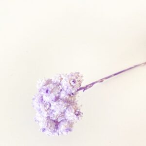 Helichrysum fioletowe