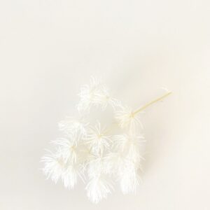 Asparagus bielony