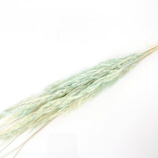 Mini trawka miętowa