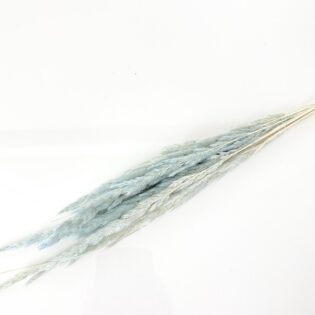 Mini trawka błękitna
