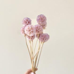 Scabiosa lawendowa