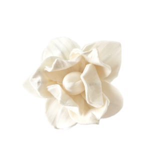 Begonia – SHOLA | Miła Odmiana