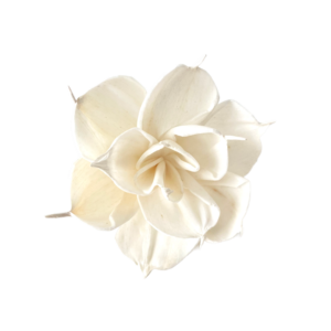 Dalia – SHOLA | Miła Odmiana