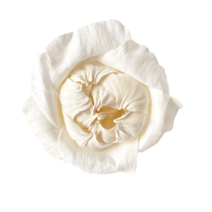 Peonia rozwinięta – SHOLA | Miła Odmiana