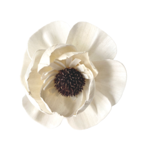Peonia Titonia – SHOLA | Miła Odmiana