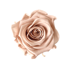 Róża wieczna vintage rose – STABILIZOWANE | Miła Odmiana