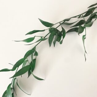 Ruscus włoski zielony