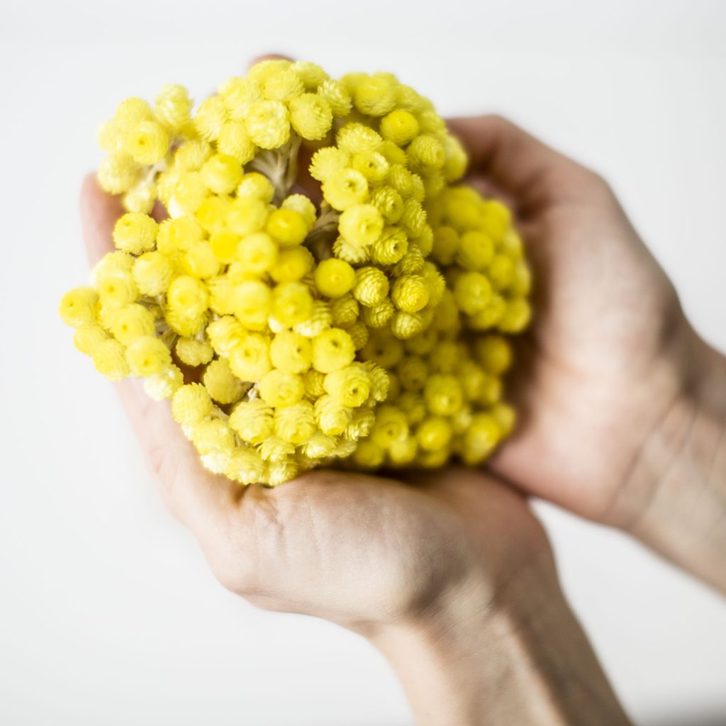 Nieśmiertelnik | Helichrysum