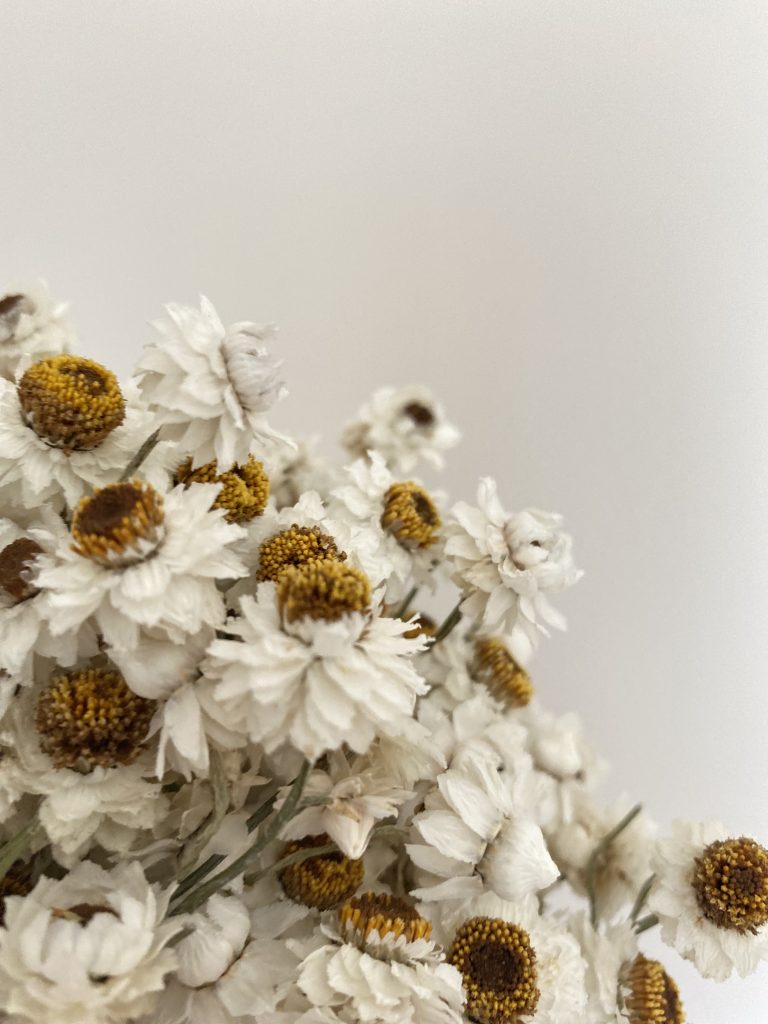 Złociszek | Wiekuistka | Ammobium